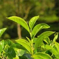 Green tea leaf extract, an Audifort ingredient